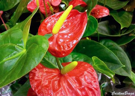 Ant Rio Anthurium Flores E Folhagens Jardinagem Perenes Flores