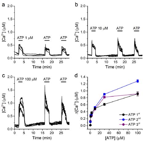 Extracellular Atp Induces Concentration Dependent Responses In 16hbe