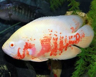 Albino Tiger Oscar - Astronotus Ocellatus - Tropical Fish Site