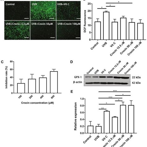 Crocin Reduces UVB Induced Intracellular ROS A Intracellular ROS