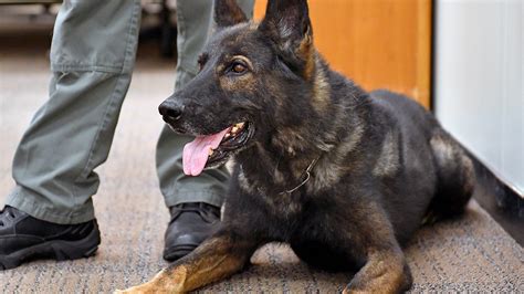 Retired Us Air Force Military Working Dogs Available For Adoption