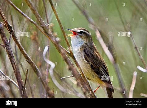 A Sedge Warbler Acrocephalus Schoenobaenus Singing From A Reedbed In