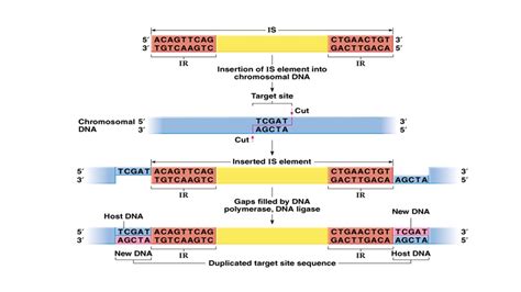 Transposable Elements In Prokaryotes Bacteria Online Biology Notes