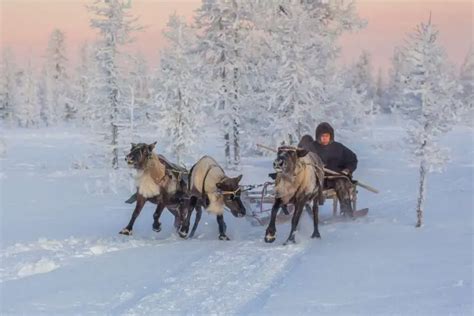 Yamal Peninsula Travel Guide How To Visit With The Nenets