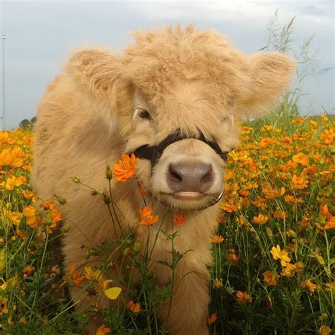 Sleepy Witchery Fluffy Cows Cute Baby Cow Fluffy Animals