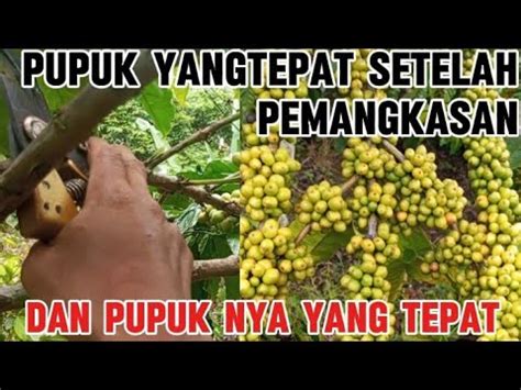 Cara Pemupukan Kopi Yang Tepat Setelah Pemangkasan Kopi Sambungan Tua