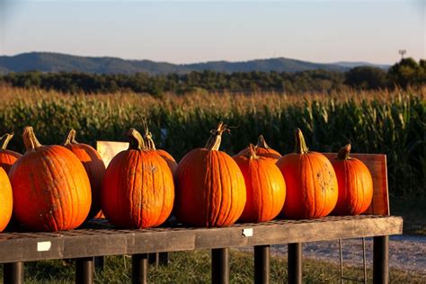 The Best Fall Activities for an Unforgettable Autumn in Virginia