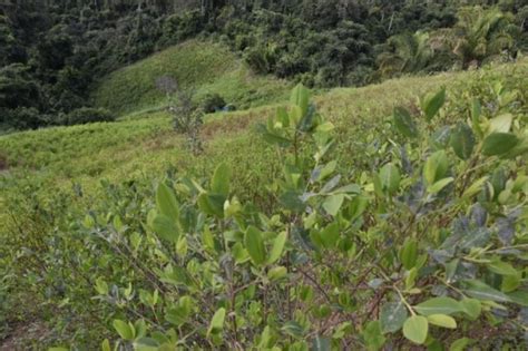 El Precio De La Hoja De Coca Baja Por Incremento De Cultivos Y La