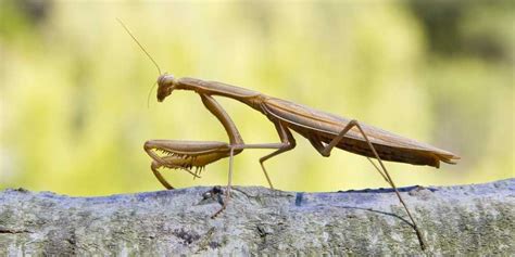 Brown Praying Mantis - Amazing Facts & Photos