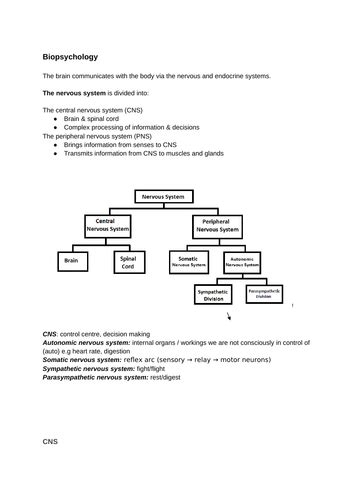 Aqa A Level Psychology Biopsychology Notes Teaching Resources