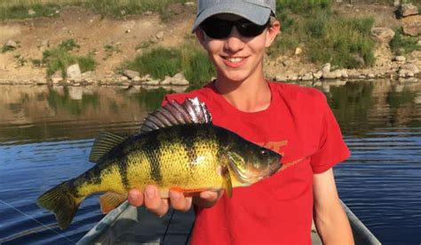 Big Perch on the Prairie | OutdoorHub