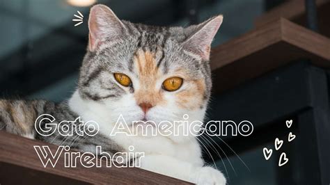 Gato Americano Wirehair Características Cuidados Y Problemas De Salud