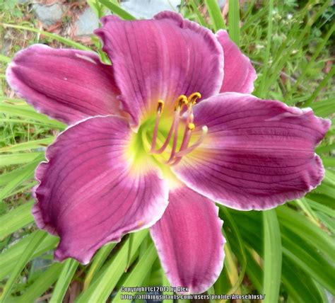 Photo Of The Bloom Of Daylily Hemerocallis Indian Giver Posted By