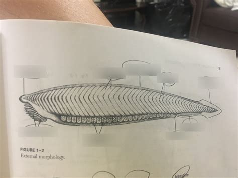 Branchiostomta External Morphology Diagram Quizlet