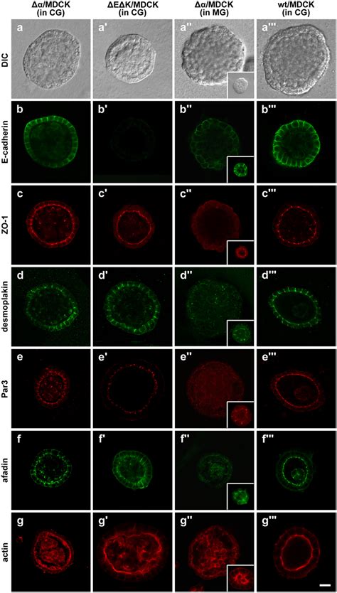 Formation Of Cysts By Δαmdck Cells And ΔeΔkmdck Cells In A Collagen Download Scientific