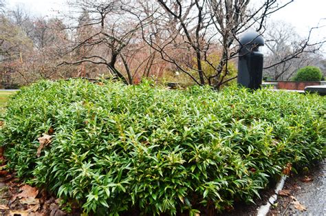 Sarcococca Hookeriana Var Humilis Dwarf Sweet Box Wave Hill