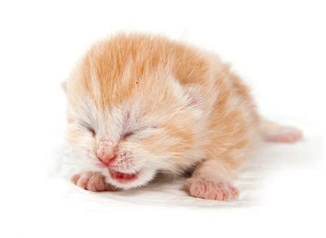 Free Kittens Near Me Kittens For Adoption Pet Classifieds