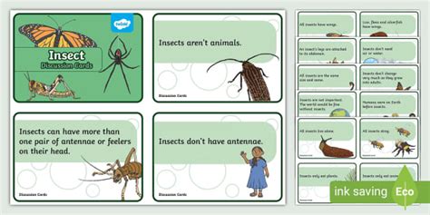 Insect Discussion Cards Lehrer Gemacht Twinkl