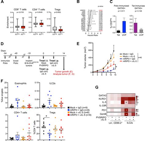 Eosinophils Inversely Associate With Tregs In Human Tumors MRIPO