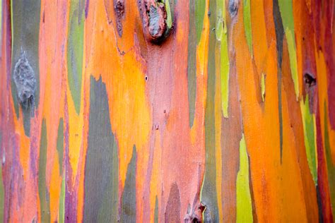 Incredible Photos Reveal Rainbow Eucalyptus Trees Make Living Art As They Shed Bark