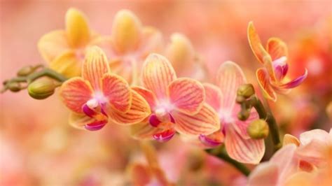 Orchidea Sai Che Ogni Colore Ha Il Suo Significato