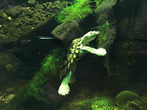 This Turtle Can Breathe Through Its Butt - Animals Around The Globe