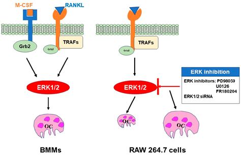 Figure 1 From Extracellular Signal Regulated Kinases Play Essential But