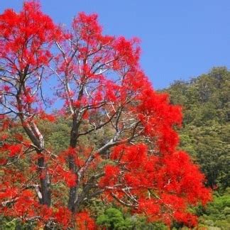 Brachychiton Acerifolius Flame Tree Illawarra Flame Tree Lacebark