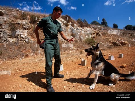 Military Personnel Training Dog At Landmine Operation Lebanon Stock