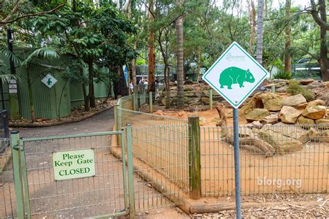 Meeting Koalas and Kangaroos at Featherdale Wildlife Park - Sydney | blorg