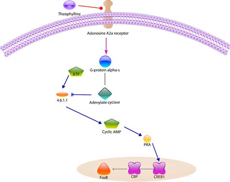 Signaling Pathway Analysis For Theophylline An Antagonist Of Adenosine Download Scientific