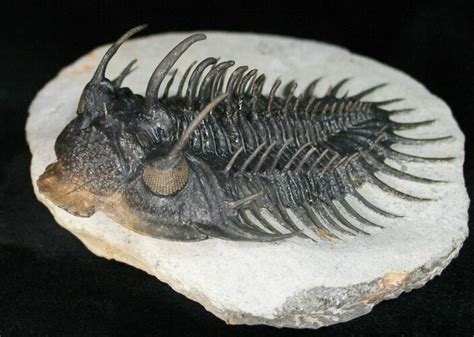 Large Spiny Comura Trilobite Awesome Eyes For Sale