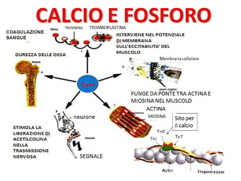 Usi Del Calcio Nella Vita Di Tutti I Giorni