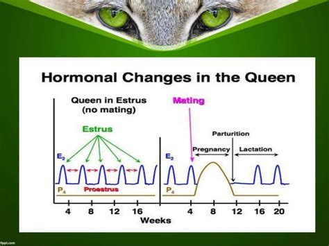 Estrus cycle of cat family