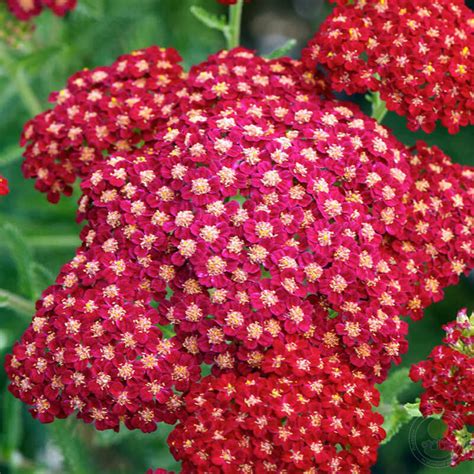 Тысячелистник обыкновенный Нью Винтаж Ред (Achillea millefolium New ...