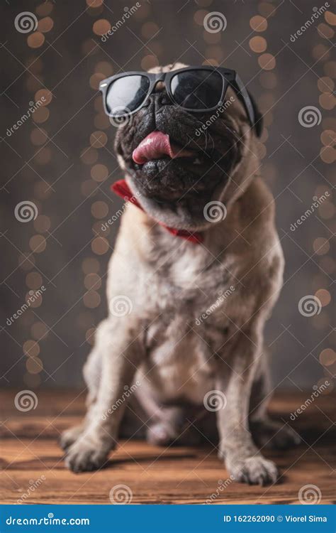 Cool Pug Dog Wearing Sunglasses Sitting And Licking His Mouth Stock