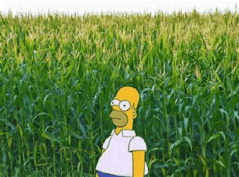 Corn Field  Corn Field Embarrassed Discover And Share S