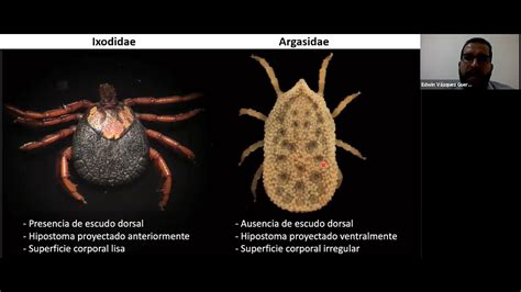 Fiebre recurrente endémica y epidémica enfermedad desatendida y