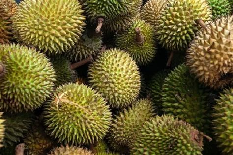 Kecamatan Penghasil Durian Terbesar Di Kabupaten Sumedang Dikira No