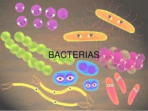 MORFOLOGÍA BACTERIANA Karla Lopez uDocz