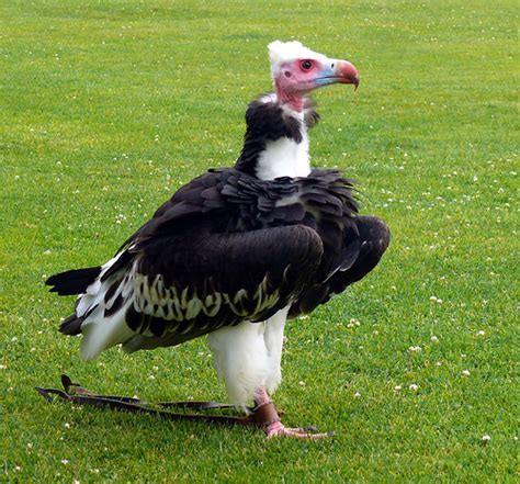 Ethel White Headed Vulture Thirsk Bird Of Prey Centre Flickr