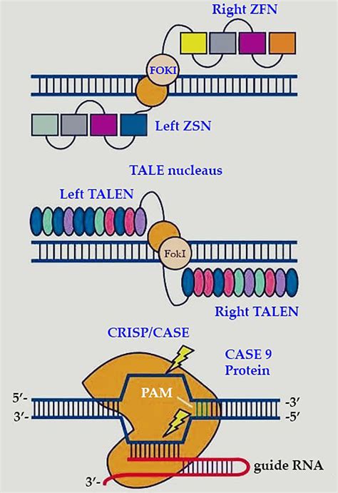 Genome editing tools. | Download Scientific Diagram