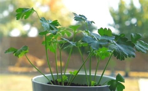 Growing Parsley Indoors is Easy - Gardening Channel