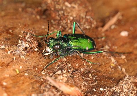 Observations From Meadowood May Audubon Society Of Northern