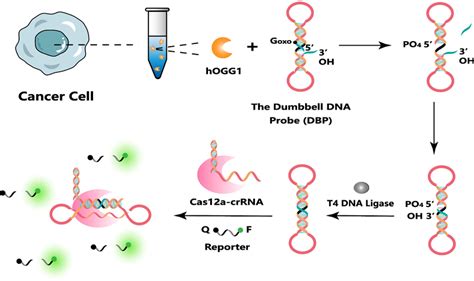 The Working Principle Of The Crispr Cas12a Trans Cleavage Triggered By Download Scientific