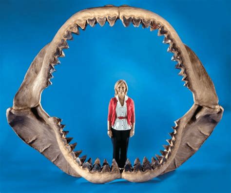 Megalodon Der Größte Hai Aller Zeiten Mit Zähnen Die Dreimal So Groß