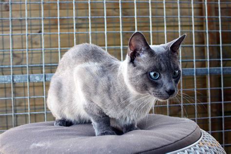 Apagi Doudou Chat X Siamois à La Robe Blue Point