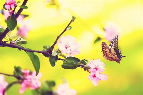 Borboleta E Uma Bela Vista Da Natureza Das Rvores Floridas Da