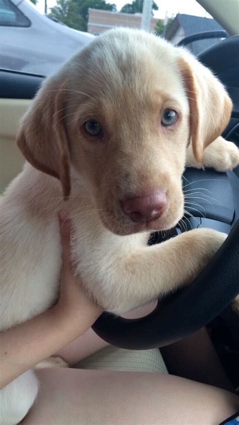 Albus A Dudley Yellow Lab Lab Puppies Puppies Labrador Puppy