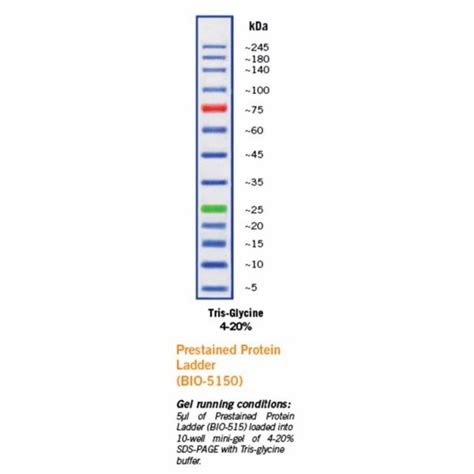 Rsc Estore Exactpro Broad Range 10 245kda Prestained Protein Ladder 250ul